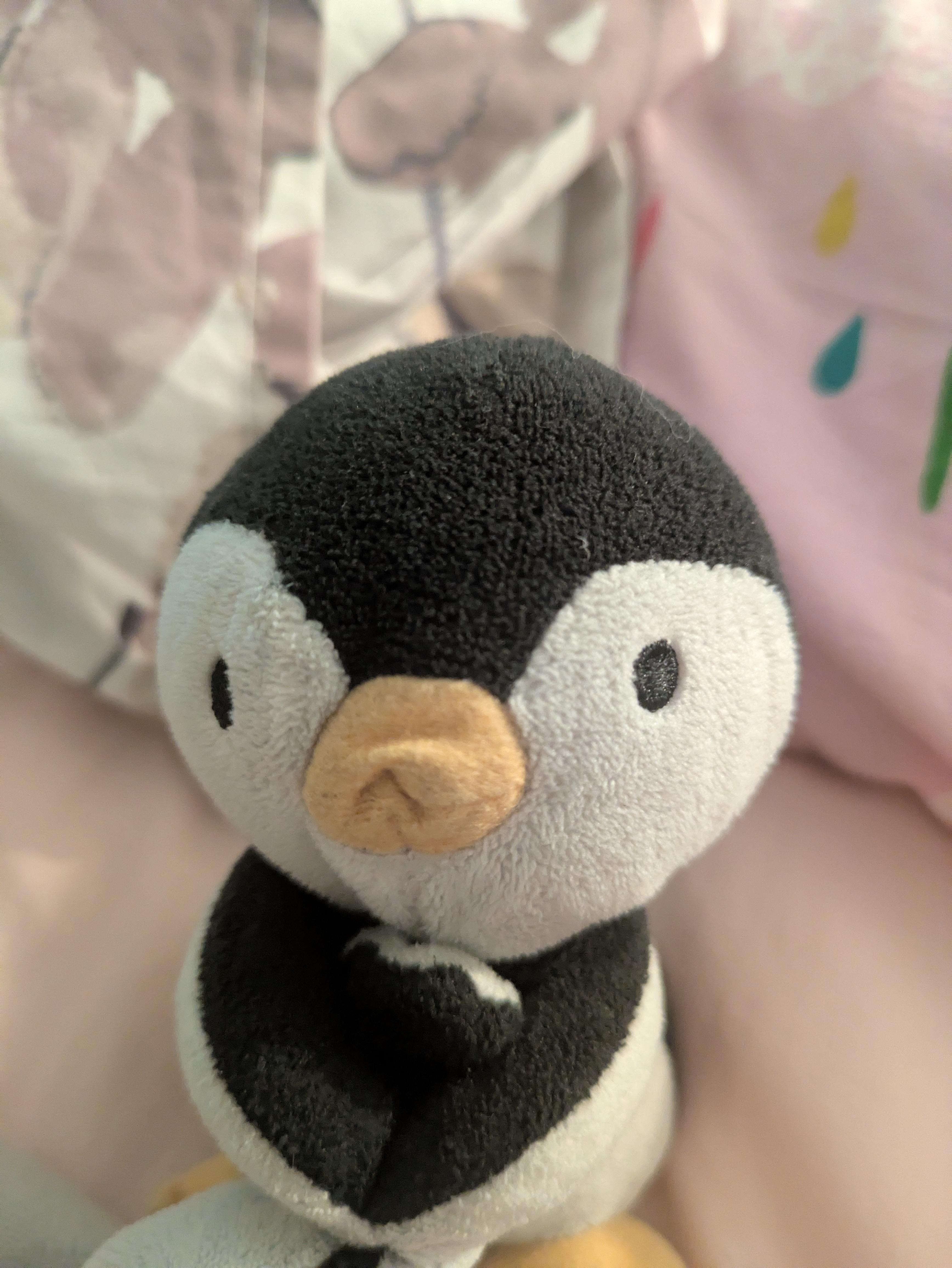 pengi